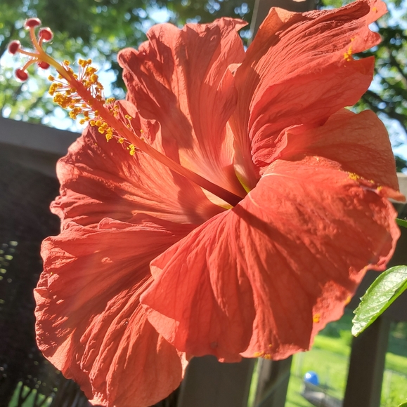 Meet your Posher, MONK - Picture 2 of 2